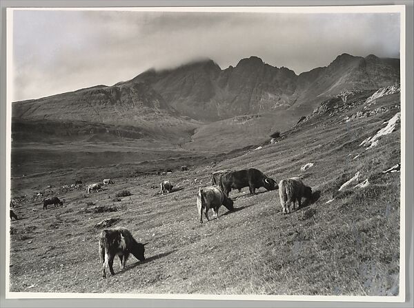West Highland Cattle Grazing at Torrin with the Blaven Mountains in the Background, Skye, Robert Moyes Adam (British, Carluke, Lanarkshire, Scotland 1885–1967), Gelatin silver print 