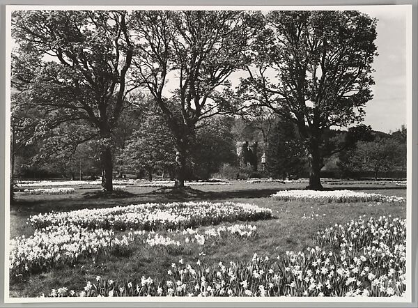 [Spring Daffodils under the Trees of Dalwyck House, Pebbleshire], Robert Moyes Adam (British, Carluke, Lanarkshire, Scotland 1885–1967), Gelatin silver print 
