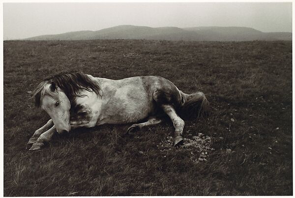 Horse Lying in a Field, Bruce Davidson (American, born 1933), Gelatin silver print 