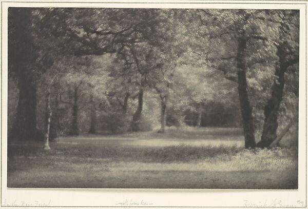 In the New Forest, Frederick H. Evans (British, London 1853–1943 London), Platinum print 