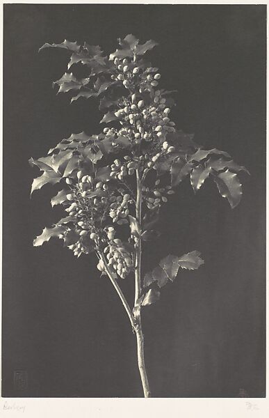 A Stalk of Berbery, Frederick H. Evans (British, London 1853–1943 London), Platinum print 