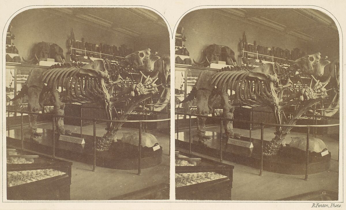 The Megatherium, British Museum, Roger Fenton (British, 1819–1869), Albumen silver print from glass negative 