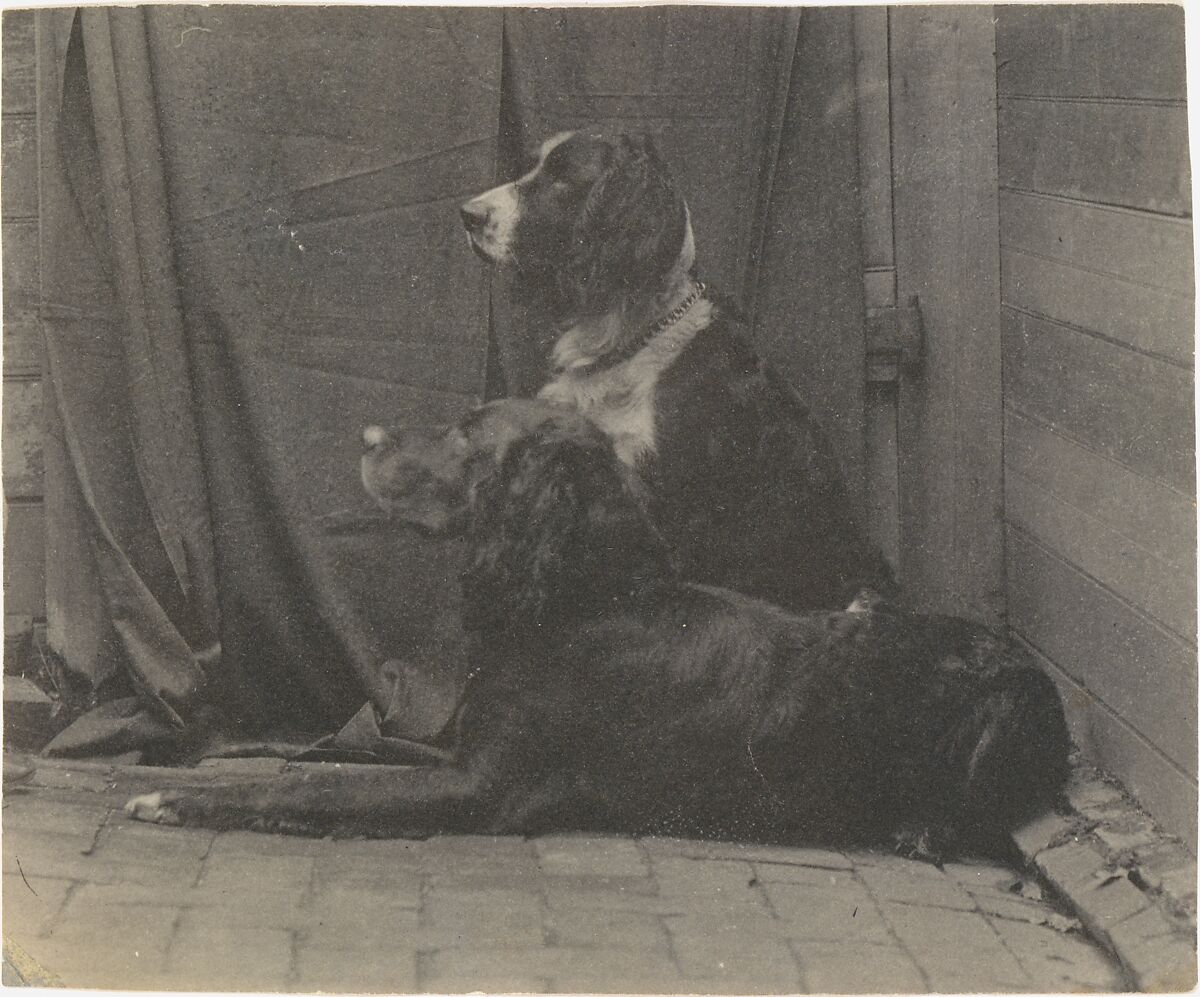 [Thomas Eakins's Dog Harry and Another Setter], Thomas Eakins (American, Philadelphia, Pennsylvania 1844–1916 Philadelphia, Pennsylvania), Platinum print  