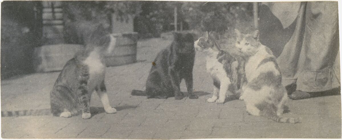 [Four Cats], Thomas Eakins (American, Philadelphia, Pennsylvania 1844–1916 Philadelphia, Pennsylvania), Platinum print  