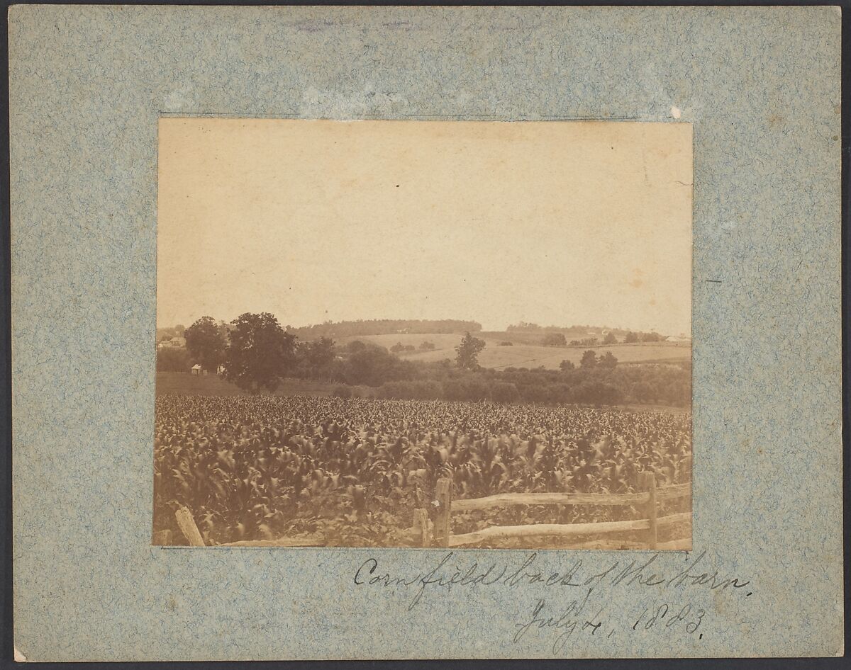 [Cornfield in Back of the Barn], Thomas Eakins (American, Philadelphia, Pennsylvania 1844–1916 Philadelphia, Pennsylvania), Albumen silver print  