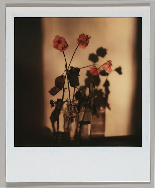 [Floral Still-Life], Walker Evans (American, St. Louis, Missouri 1903–1975 New Haven, Connecticut), Instant internal dye diffusion transfer print (Polaroid SX-70) 
