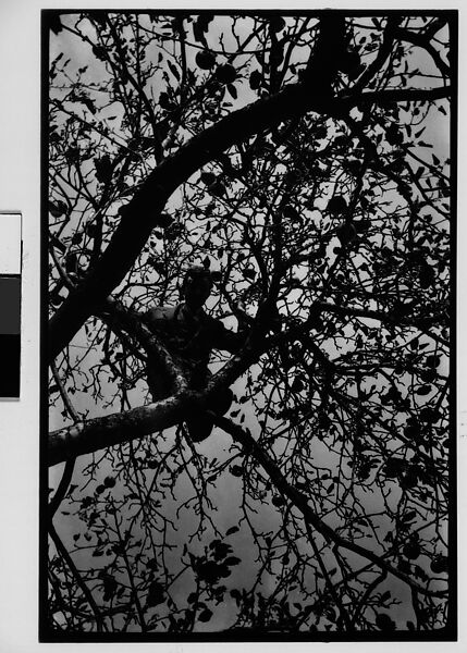 [Hanns Skolle in Apple Tree], Walker Evans (American, St. Louis, Missouri 1903–1975 New Haven, Connecticut), Film negative 