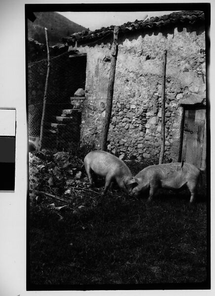 [Hogs Feeding in Yard, Juan-les-Pins, France], Walker Evans (American, St. Louis, Missouri 1903–1975 New Haven, Connecticut), Film negative 