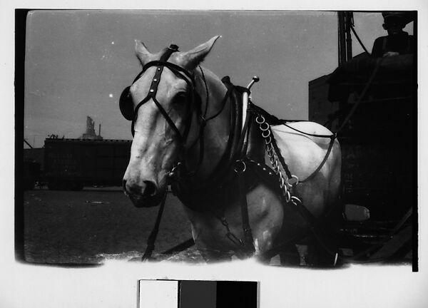 [Horse-Drawn Cart and Driver, Old Wallabout Market, Brooklyn, New York?], Walker Evans (American, St. Louis, Missouri 1903–1975 New Haven, Connecticut), Film negative 