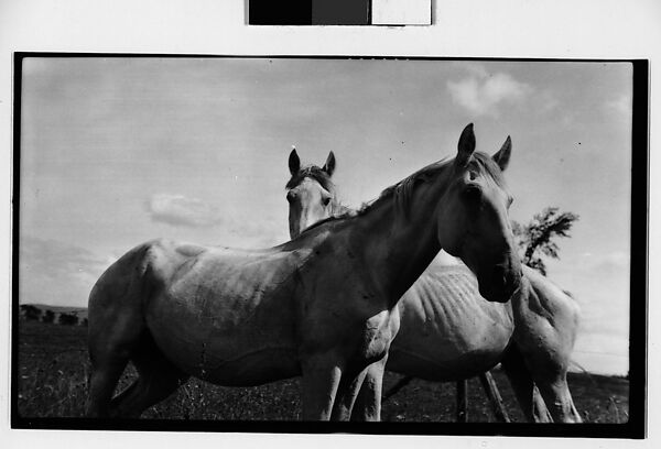 [Two Horses, Probably Canada], Walker Evans (American, St. Louis, Missouri 1903–1975 New Haven, Connecticut), Film negative 