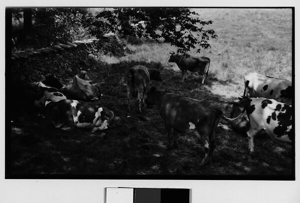 [Cows in Shade], Walker Evans (American, St. Louis, Missouri 1903–1975 New Haven, Connecticut), Film negative 