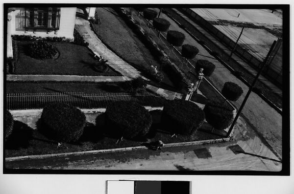 [Street with Topiaries, From Elevated Position, Havana], Walker Evans (American, St. Louis, Missouri 1903–1975 New Haven, Connecticut), Film negative 