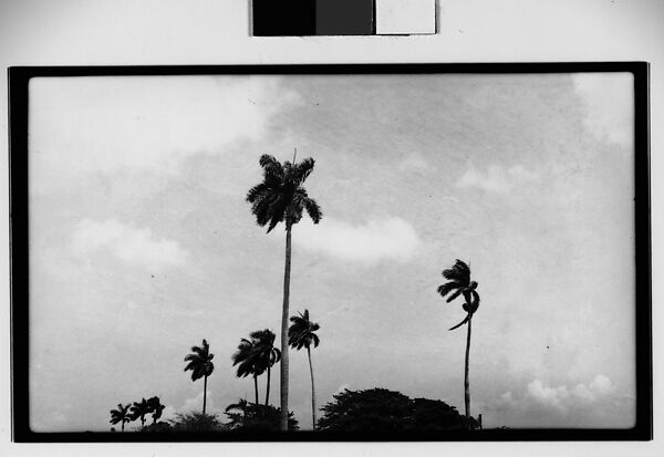 [Palm Trees, Cuba], Walker Evans (American, St. Louis, Missouri 1903–1975 New Haven, Connecticut), Film negative 
