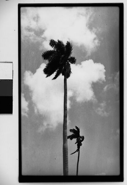 Walker Evans | [Palm Trees, Cuba] | The Metropolitan Museum of Art