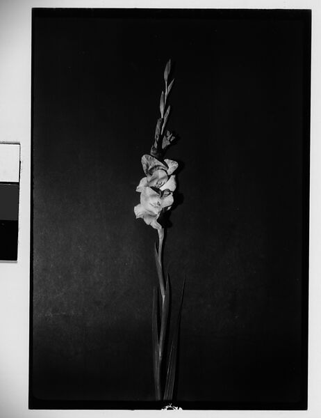 Walker Evans | [Gladiola in Front of Backdrop, Darien, Connecticut ...