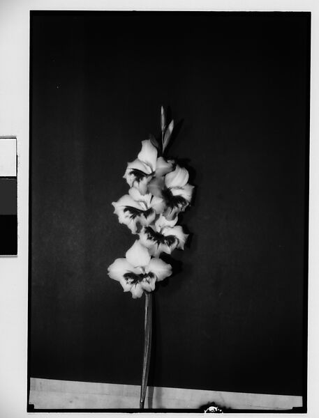 [Gladiola in Front of Backdrop, Darien, Connecticut], Walker Evans (American, St. Louis, Missouri 1903–1975 New Haven, Connecticut), Film negative