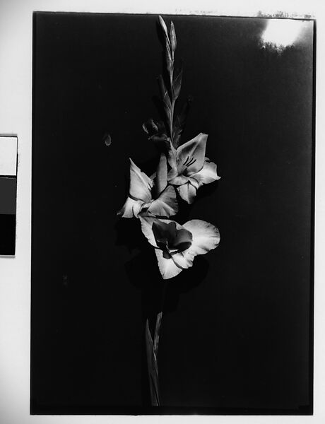 Walker Evans | [Gladiola in Front of Backdrop, Darien, Connecticut ...