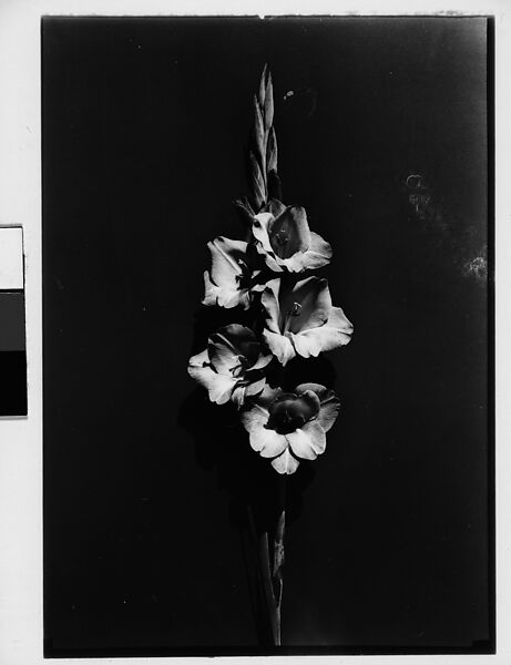 [Gladiola in Front of Backdrop, Darien, Connecticut], Walker Evans (American, St. Louis, Missouri 1903–1975 New Haven, Connecticut), Film negative 