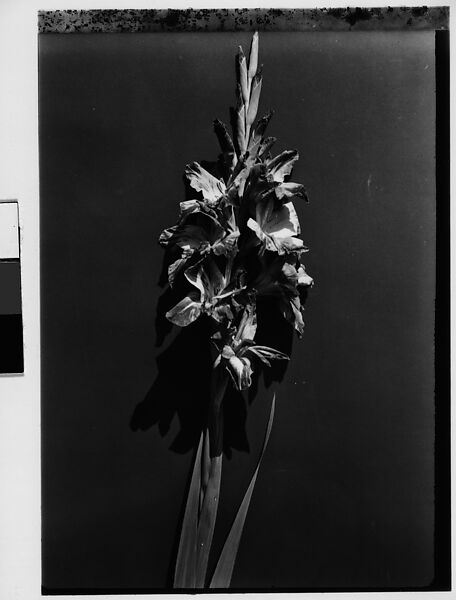 Walker Evans | [Gladiola in Front of Backdrop, Darien, Connecticut ...