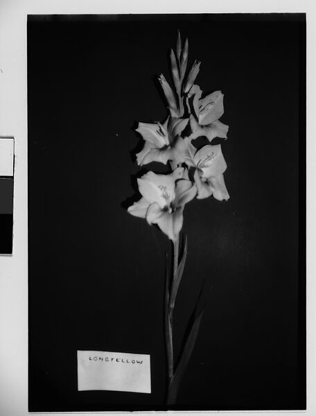 [Gladiola with White Identifying Label in Front of Backdrop, Darien, Connecticut], Walker Evans (American, St. Louis, Missouri 1903–1975 New Haven, Connecticut), Film negative 