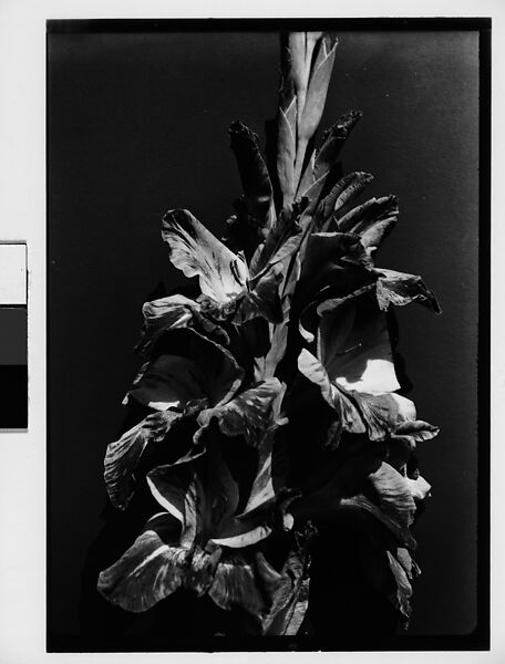 [Gladiola in Front of Backdrop, Darien, Connecticut], Walker Evans (American, St. Louis, Missouri 1903–1975 New Haven, Connecticut), Film negative 