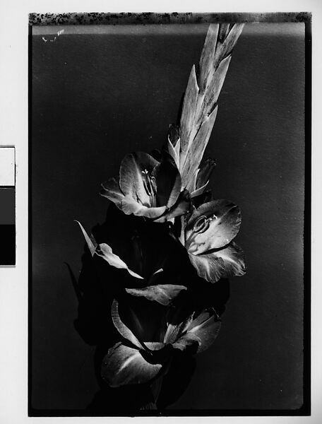 Walker Evans | [Gladiola in Front of Backdrop, Darien, Connecticut ...
