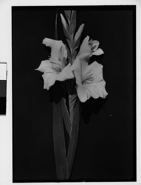 [Gladiola in Front of Backdrop, Darien, Connecticut], Walker Evans (American, St. Louis, Missouri 1903–1975 New Haven, Connecticut), Film negative 