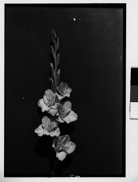 [Gladiola in Front of Backdrop, Darien, Connecticut], Walker Evans (American, St. Louis, Missouri 1903–1975 New Haven, Connecticut), Film negative 