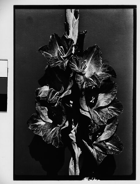 [Gladiola in Front of Backdrop, Darien, Connecticut], Walker Evans (American, St. Louis, Missouri 1903–1975 New Haven, Connecticut), Film negative 