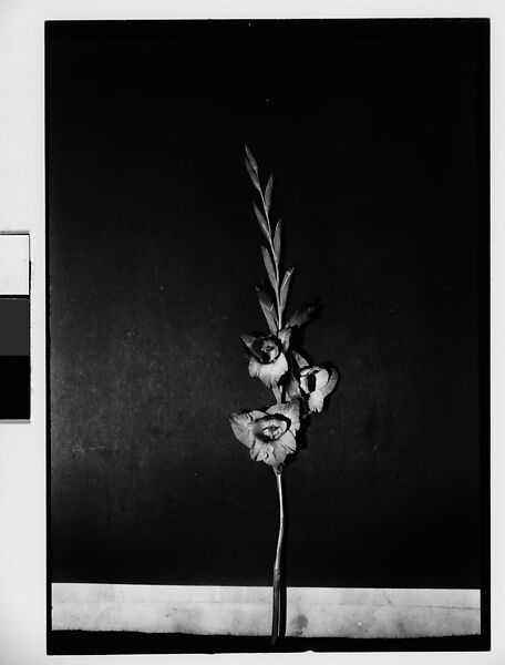 Walker Evans | [Gladiola in Front of Backdrop, Darien, Connecticut ...