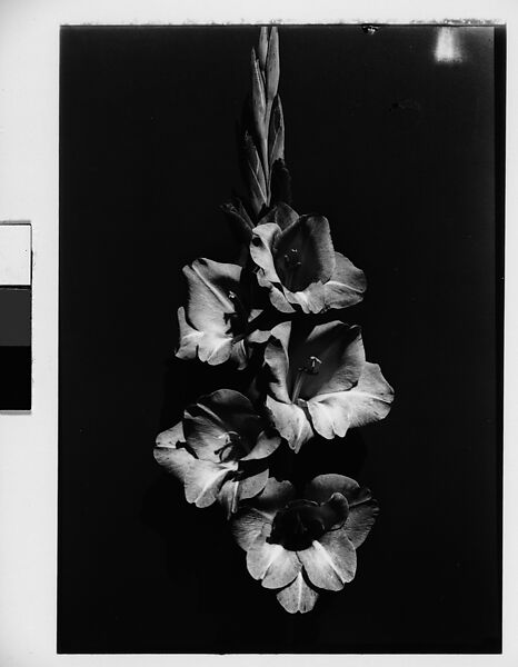 [Gladiola in Front of Backdrop, Darien, Connecticut], Walker Evans (American, St. Louis, Missouri 1903–1975 New Haven, Connecticut), Film negative 