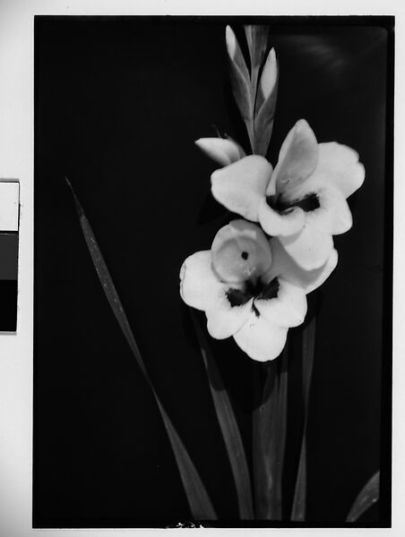 Walker Evans | [Gladiola in Front of Backdrop, Darien, Connecticut ...