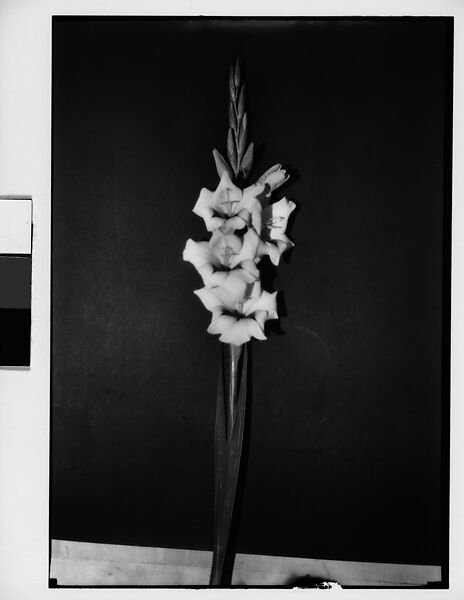 [Gladiola in Front of Backdrop, Darien, Connecticut], Walker Evans (American, St. Louis, Missouri 1903–1975 New Haven, Connecticut), Film negative 