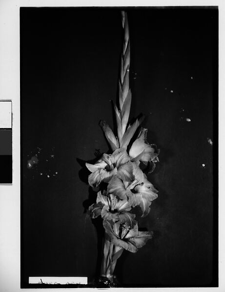 [Gladiola and Identifying Label in Front of Backdrop, Darien, Connecticut], Walker Evans (American, St. Louis, Missouri 1903–1975 New Haven, Connecticut), Film negative 