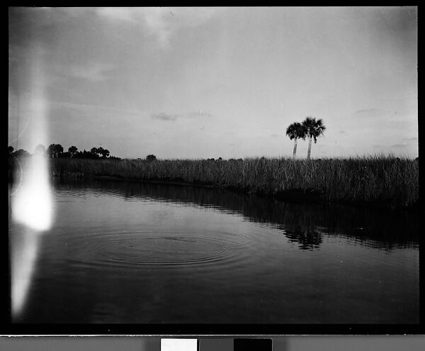 [Coastal Landscape, Florida], Walker Evans (American, St. Louis, Missouri 1903–1975 New Haven, Connecticut), Film negative 