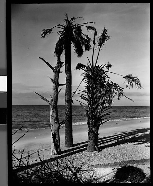 [Three Palm Trees on Beach, Florida], Walker Evans (American, St. Louis, Missouri 1903–1975 New Haven, Connecticut), Film negative 