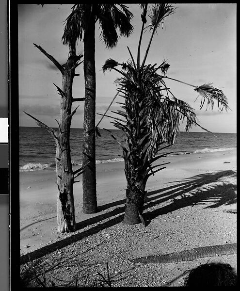 [Three Palm Trees on Beach, Florida], Walker Evans (American, St. Louis, Missouri 1903–1975 New Haven, Connecticut), Film negative 