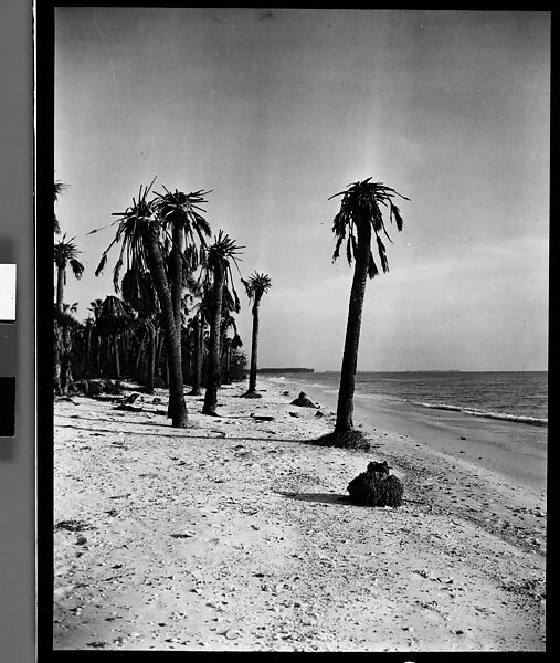 [Palm Trees, Florida], Walker Evans (American, St. Louis, Missouri 1903–1975 New Haven, Connecticut), Film negative 