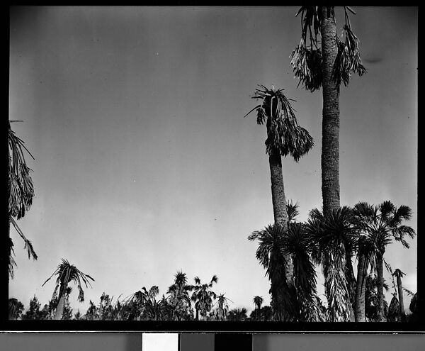 Walker Evans | [Palm Trees, Florida] | The Metropolitan Museum of Art