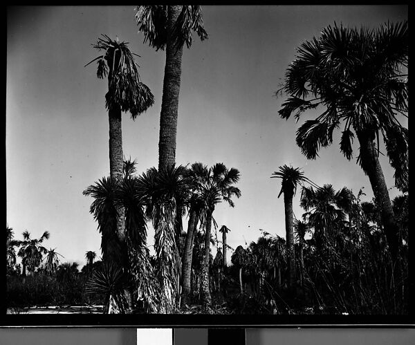 [Palm Trees, Florida], Walker Evans (American, St. Louis, Missouri 1903–1975 New Haven, Connecticut), Film negative 