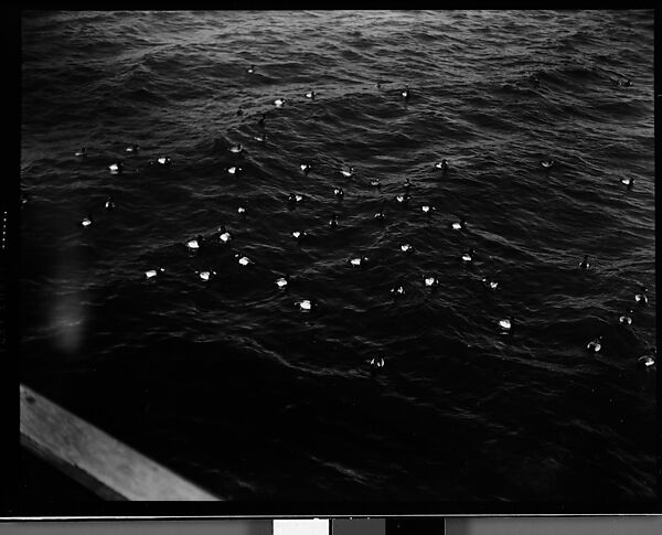 [Ducks in Water, From Bridge, Florida], Walker Evans (American, St. Louis, Missouri 1903–1975 New Haven, Connecticut), Film negative 