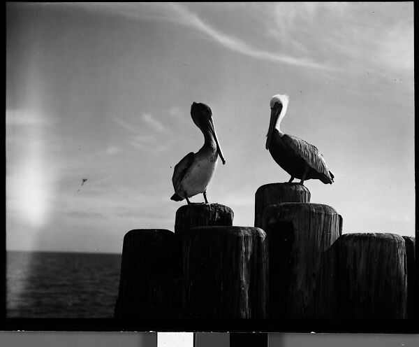 [Pelicans on Dock Piling, Florida], Walker Evans (American, St. Louis, Missouri 1903–1975 New Haven, Connecticut), Film negative 