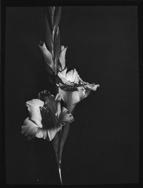 Walker Evans | [Gladiola, Darien, Connecticut] | The Metropolitan ...