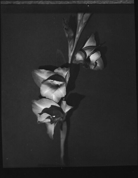 [Gladiola, Darien, Connecticut], Walker Evans (American, St. Louis, Missouri 1903–1975 New Haven, Connecticut), Film negative 