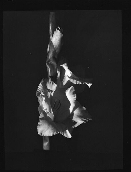 [Gladiola, Darien, Connecticut], Walker Evans (American, St. Louis, Missouri 1903–1975 New Haven, Connecticut), Film negative 