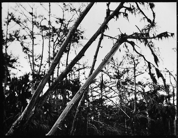 [Cypresses in Everglades, Florida], Walker Evans (American, St. Louis, Missouri 1903–1975 New Haven, Connecticut), Film negative 