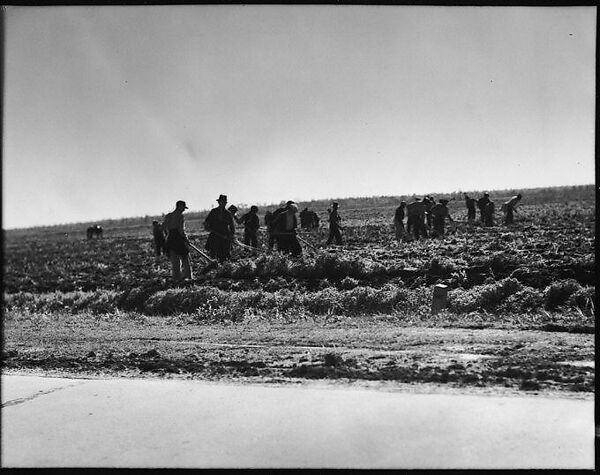 [Workers in Field, Vicinity New Orleans, Louisiana], Walker Evans (American, St. Louis, Missouri 1903–1975 New Haven, Connecticut), Film negative 