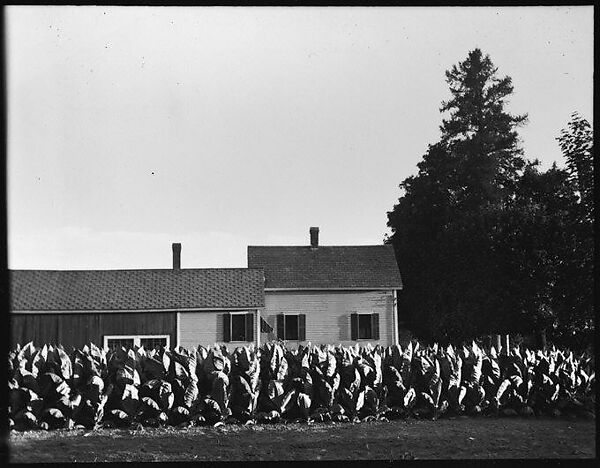 [Farmhouse Buildings with Plantings], Walker Evans (American, St. Louis, Missouri 1903–1975 New Haven, Connecticut), Film negative 