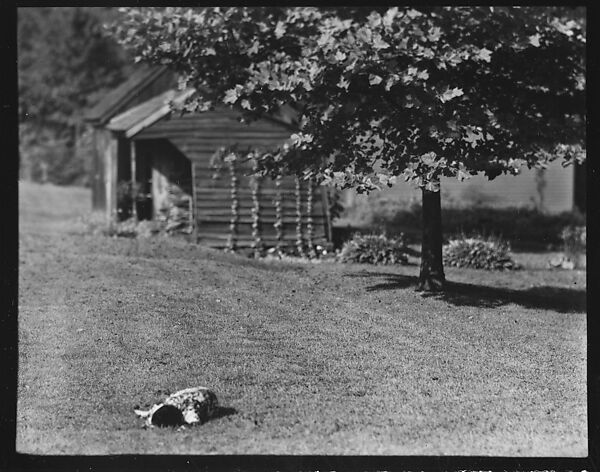 [Dog in Front of Wooden Building on Grounds of Estate of Suzette Morton Hamill, Lake Forest, Illinois], Walker Evans (American, St. Louis, Missouri 1903–1975 New Haven, Connecticut), Film negative 