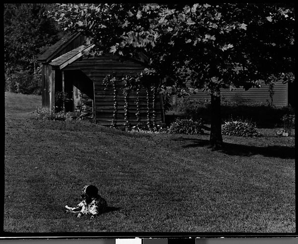 [Dog in Front of Wooden Buildings on Grounds of Estate of Suzette Morton Hamill, Lake Forest, Illinois], Walker Evans (American, St. Louis, Missouri 1903–1975 New Haven, Connecticut), Film negative 